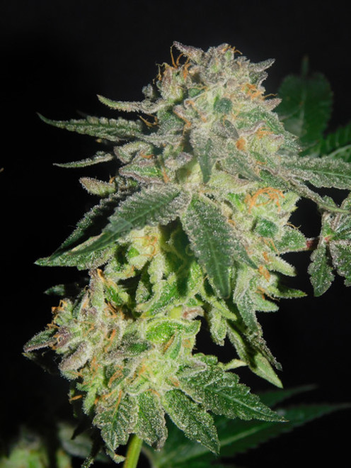 Gelato (Zamnesia Seeds) feminizada