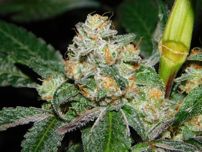 Wifi 43 x Do-Si-Dos (Philosopher Seeds x Zamnesia) feminizada