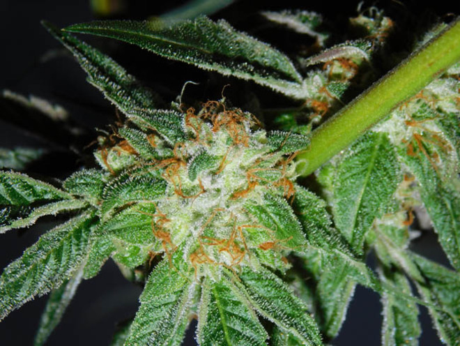 Wifi 43 x Do-Si-Dos (Philosopher Seeds x Zamnesia) feminizada