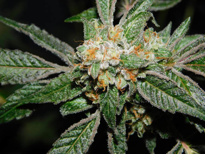 Wifi 43 x Do-Si-Dos (Philosopher Seeds x Zamnesia) feminizada