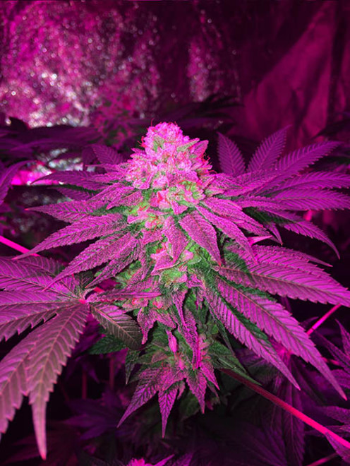 Glookies (Barney's Farm) feminizada Glookies (Barney's Farm) feminizada