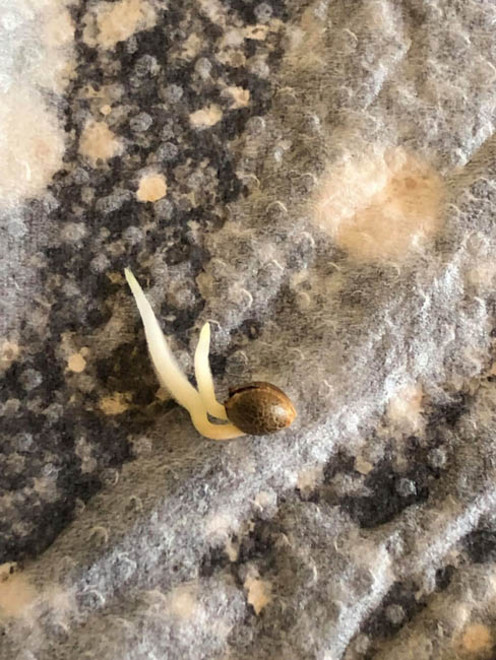 Purple Punch (Zamnesia Seeds) feminizada Purple Punch (Zamnesia Seeds) feminizada