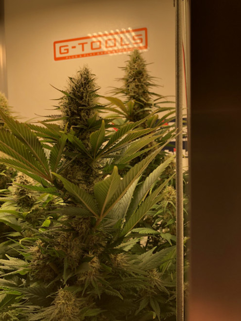 Purple Punch (Zamnesia Seeds) feminizada Purple Punch (Zamnesia Seeds) feminizada