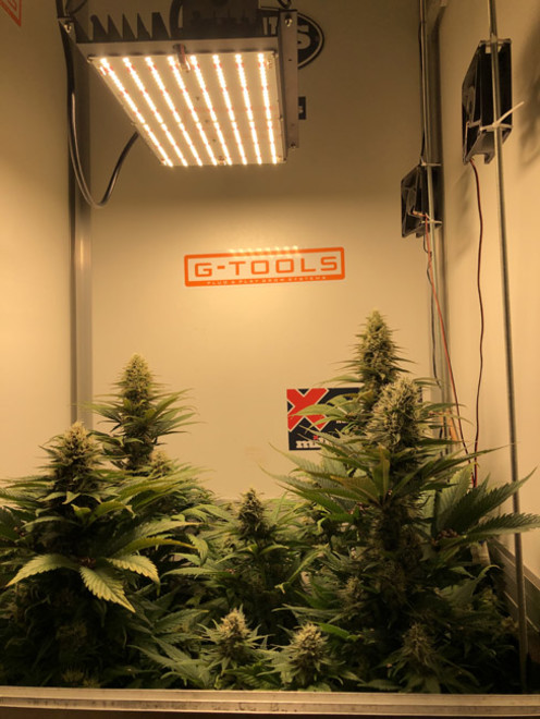 Purple Punch (Zamnesia Seeds) feminizada Purple Punch (Zamnesia Seeds) feminizada