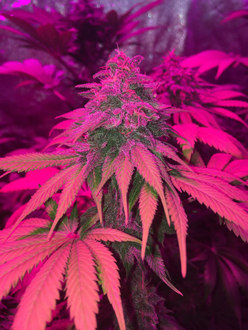 Purple Punch (Zamnesia Seeds) feminizada Purple Punch (Zamnesia Seeds) feminizada