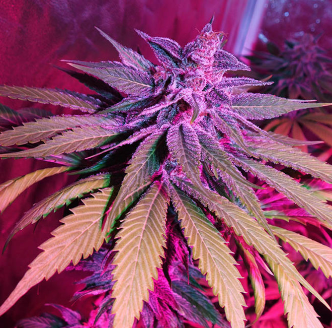 Purple Punch (Zamnesia Seeds) feminizada Purple Punch (Zamnesia Seeds) feminizada