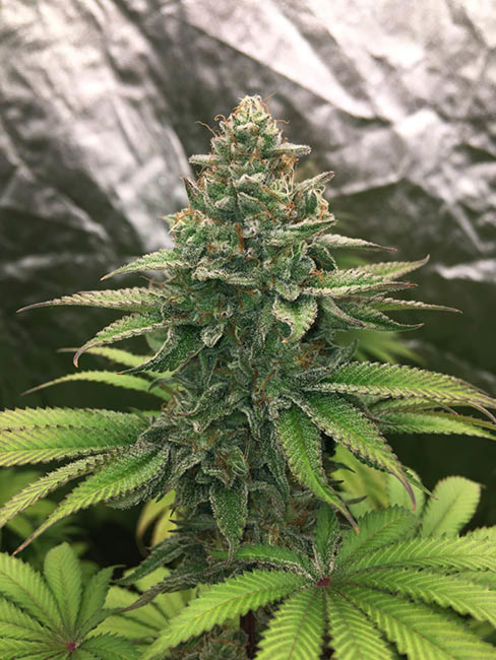 Runtz (Zamnesia Seeds) feminizada
